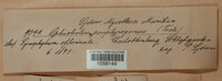 Leptospora rubella image